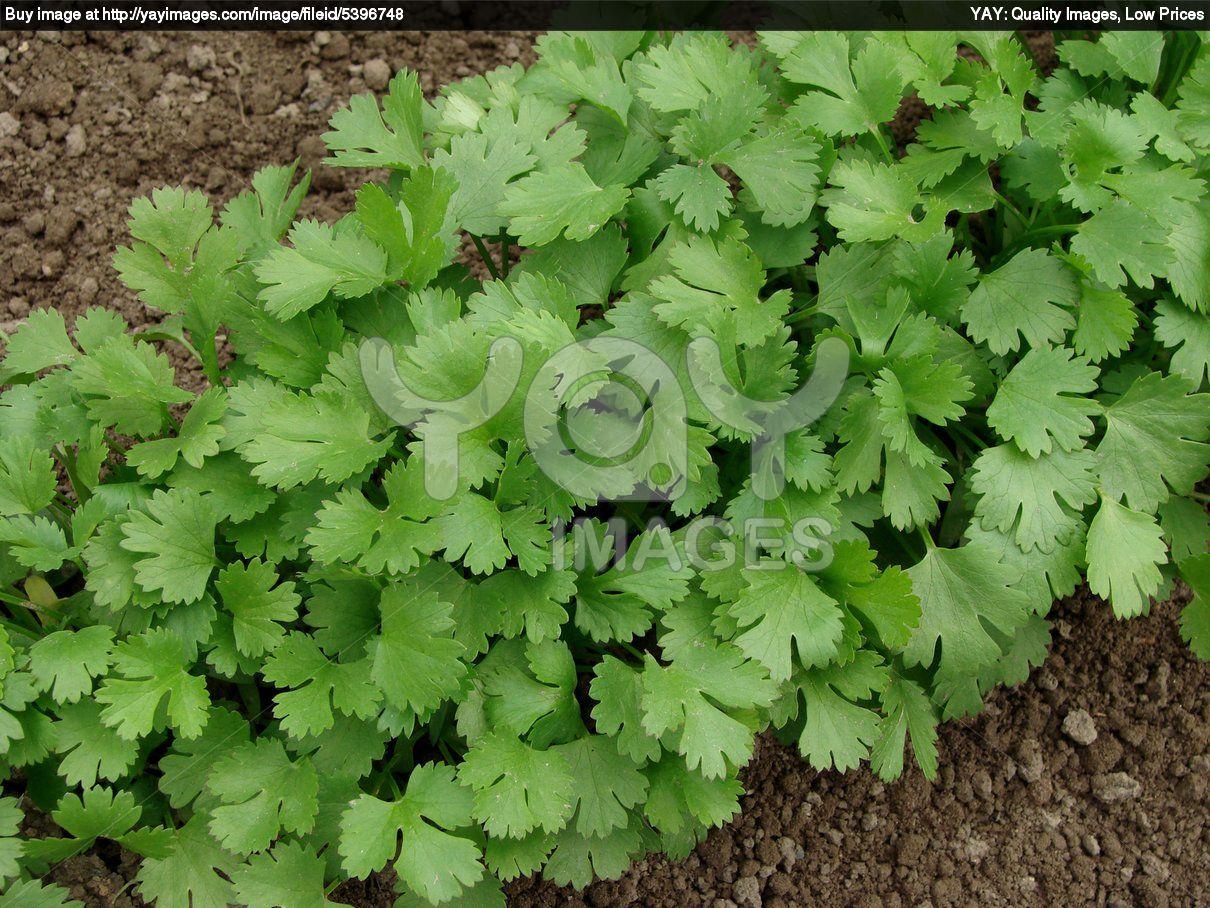 Coriandrum sativom
